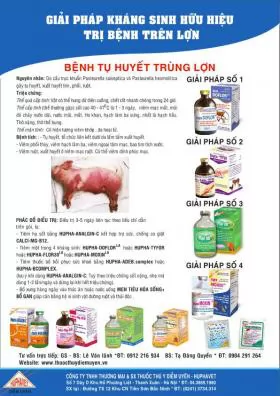 Giải pháp kháng sinh hữu hiệu trị bệnh Tụ huyết trùng lợn